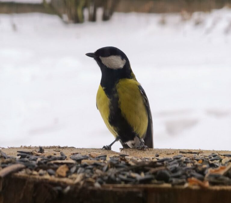Naše školní družina se zapojila do Ptačí hodinky